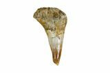 Fossil Amphibian (Eryops) Tooth - Texas #115702-1